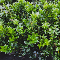 Dwarf Burford Holly - 1