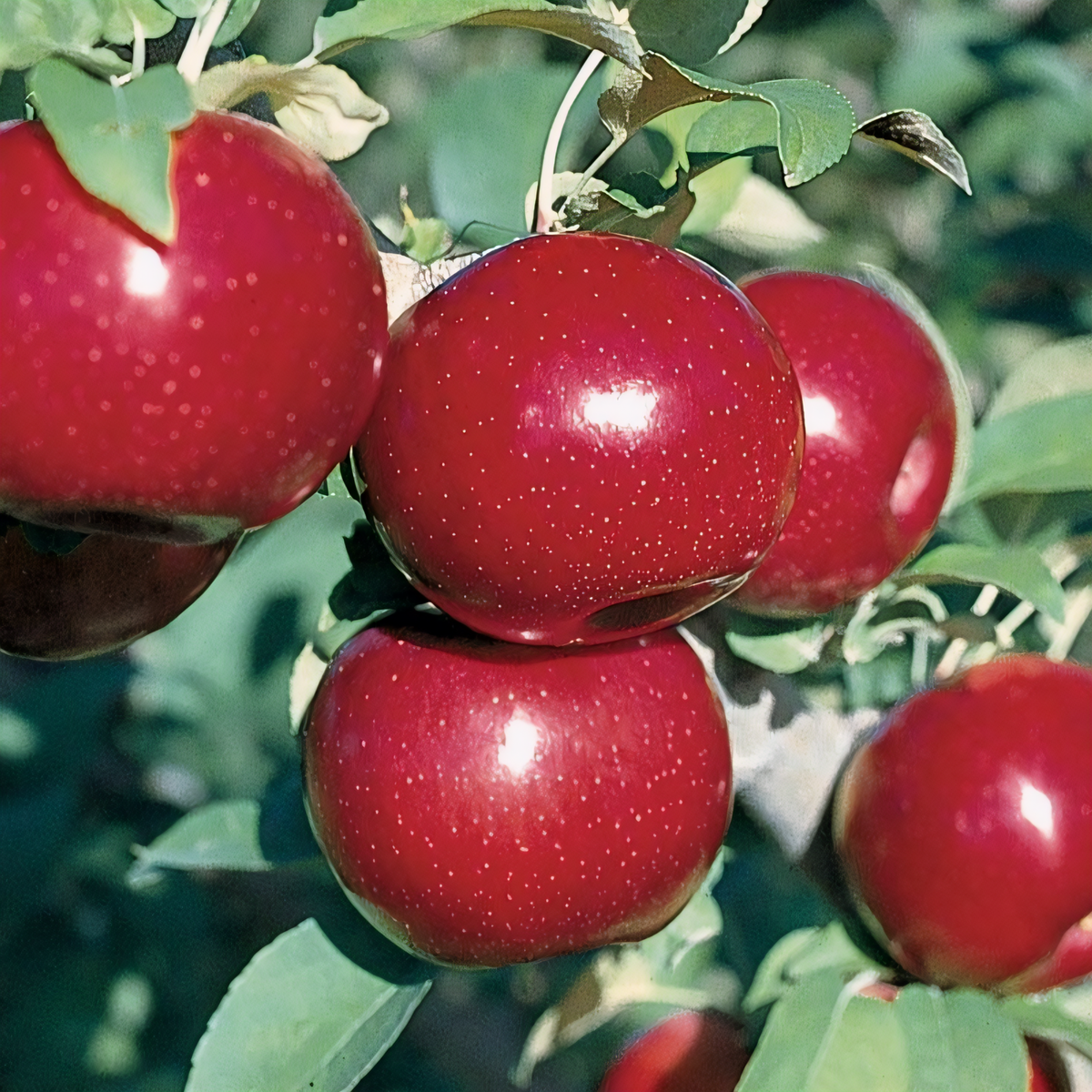 Semi-Dwarf Empire Apple Tree - 1