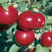 Semi-Dwarf Empire Apple Tree - 1