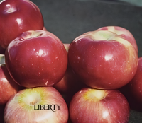 Semi-Dwarf Liberty Apple Tree - 2