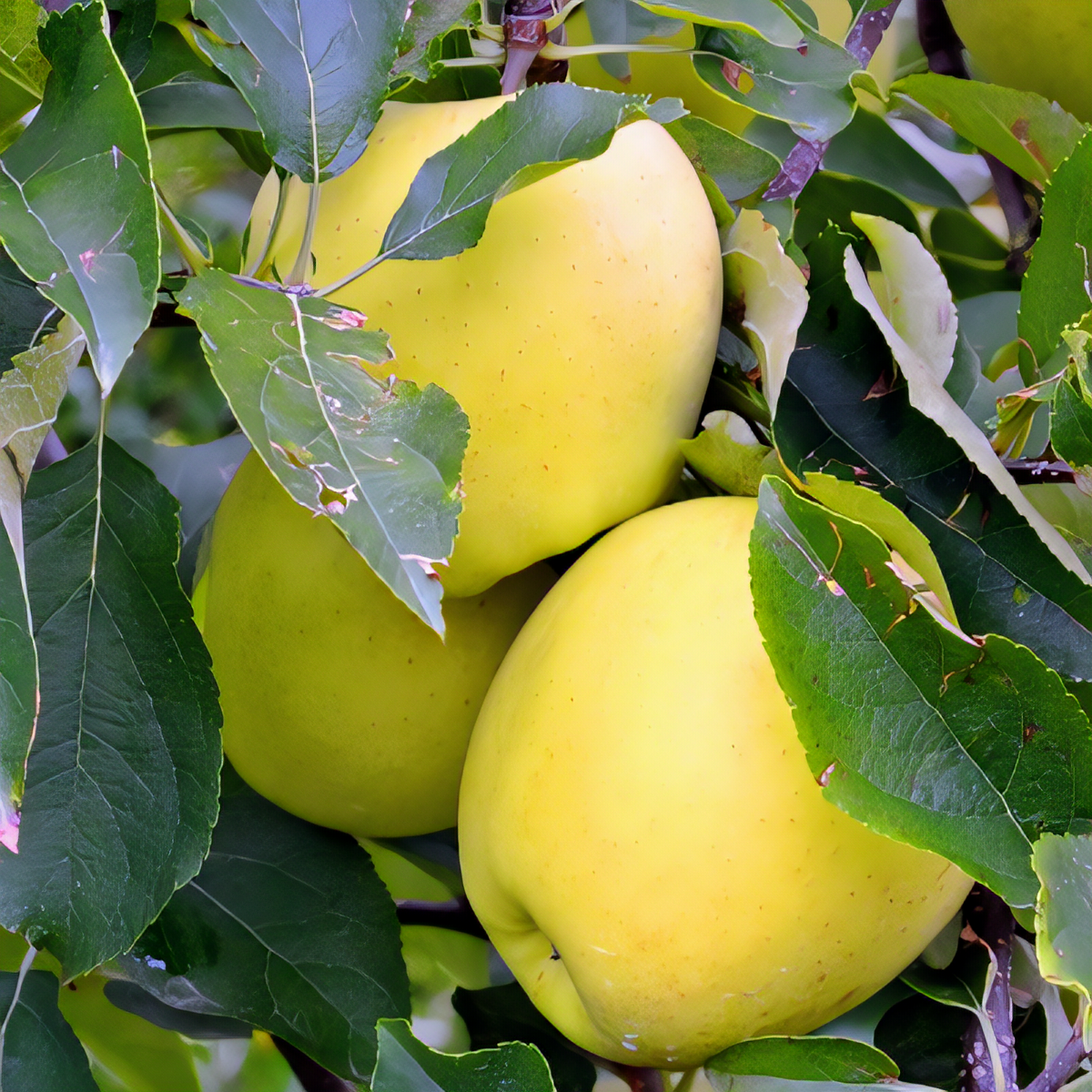 Semi-Dwarf Golden Delicious Apple Tree - 1