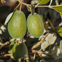EarliHart Pineapple Guava Bush - 1
