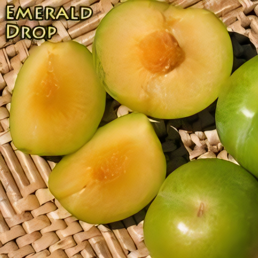 Emerald Drop Pluot - 1
