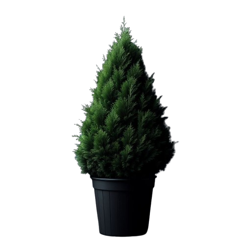 Emerald Green Arborvitae