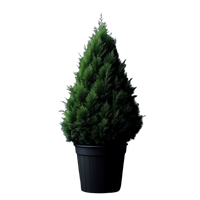 Emerald Green Arborvitae