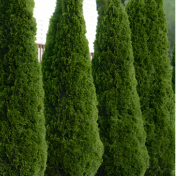 Emerald Green Arborvitae