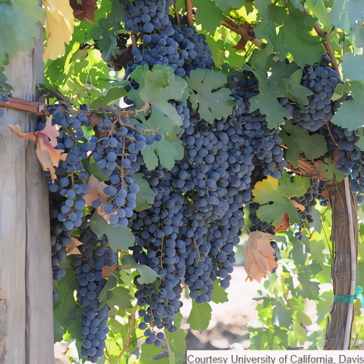Errante Noir Grapevine - 1