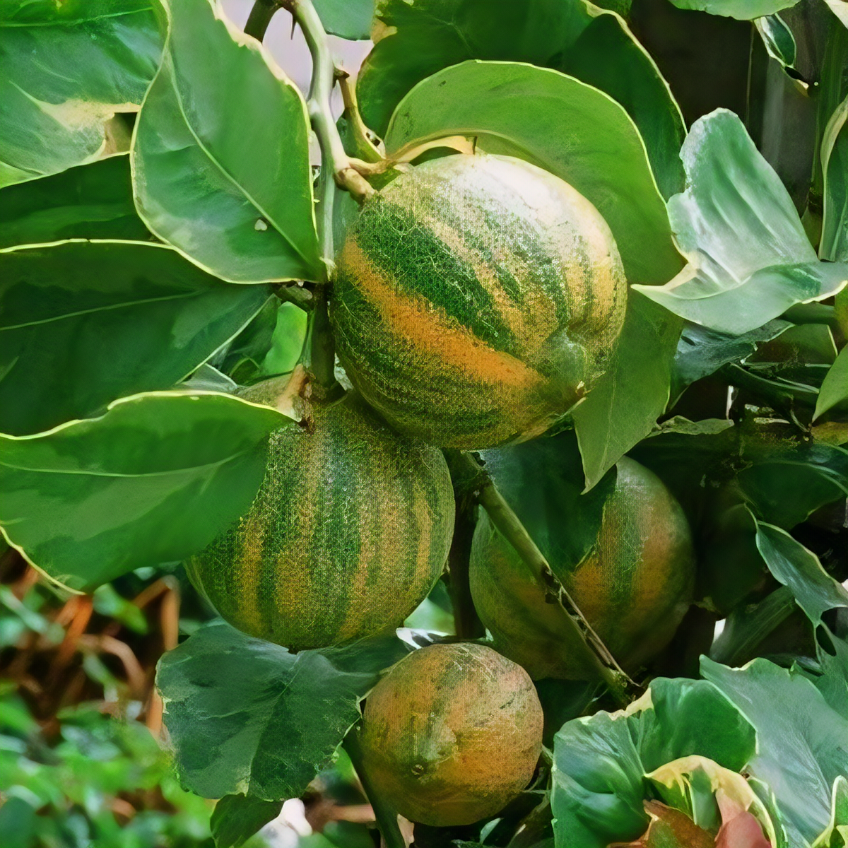 Eureka Variegated Pink Lemon Tree - 1