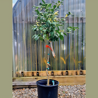 Eureka Variegated Pink Lemon Tree - 2