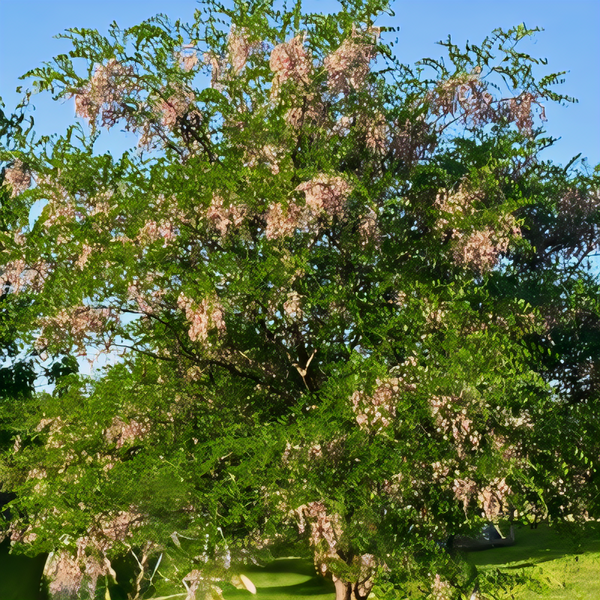 Eve's Necklace Tree