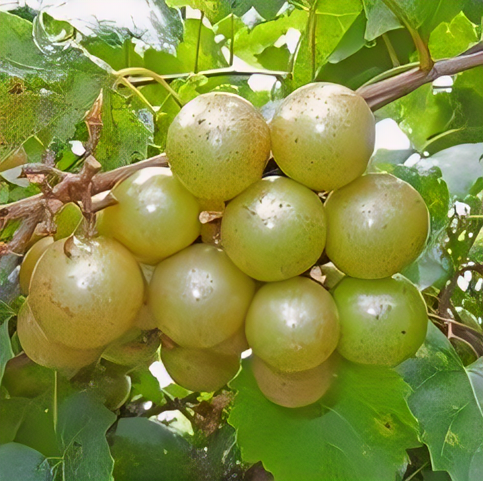 Fry Bronze Muscadine - 1