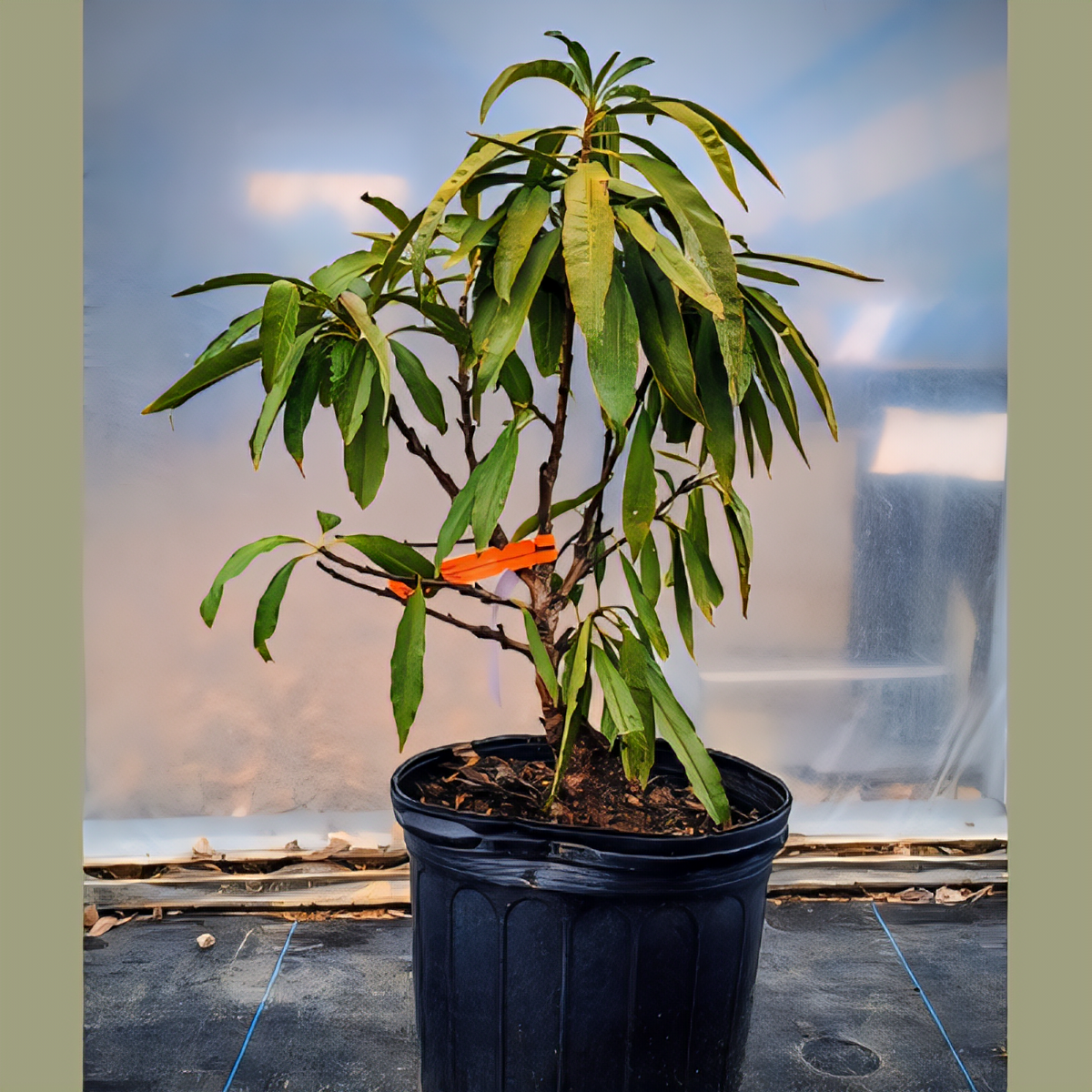 Garden Delight Dwarf Nectarine Tree - 2