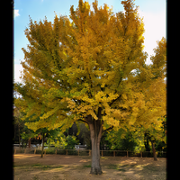 Ginkgo Biloba Tree - 1