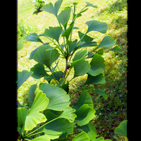 Ginkgo Biloba Tree - 2