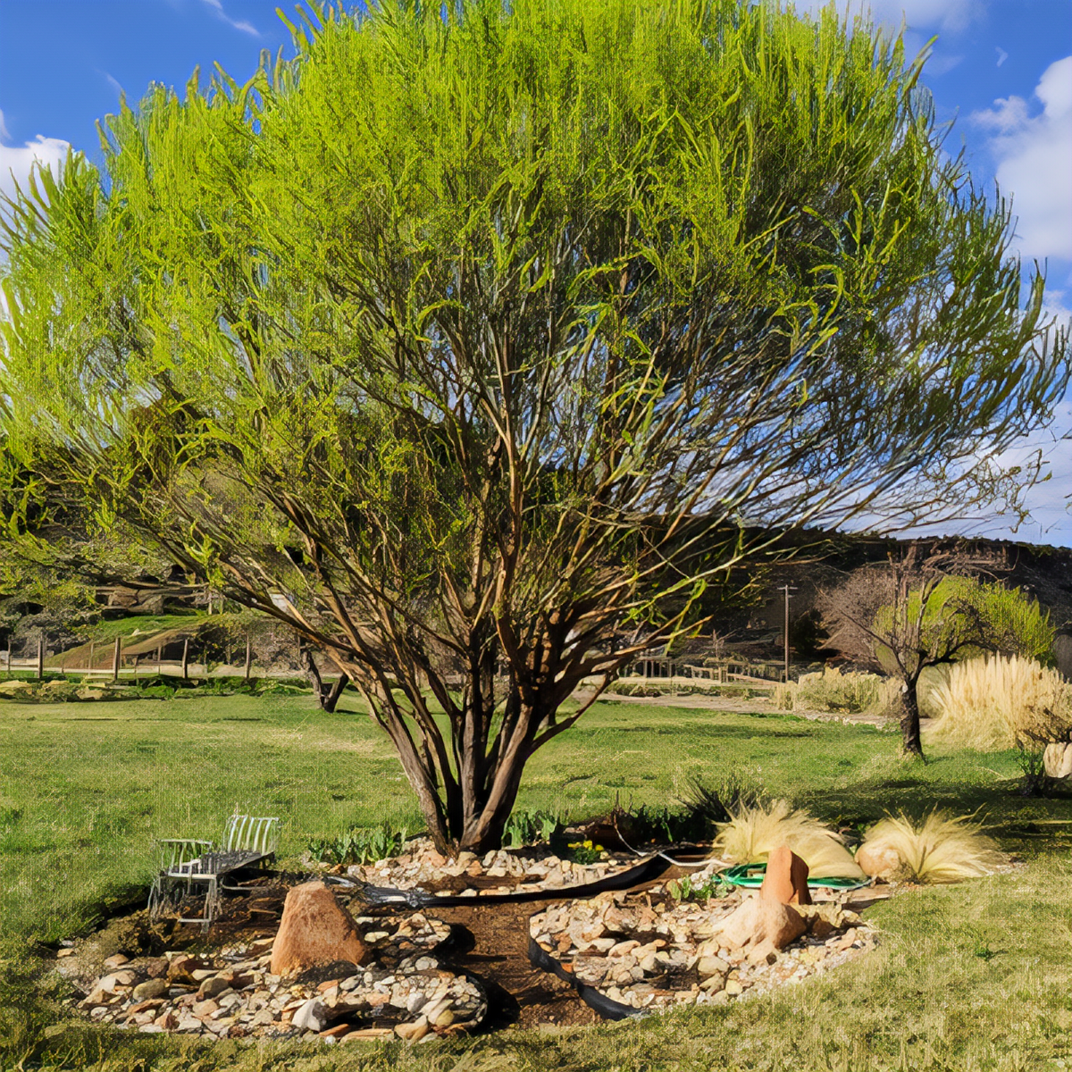 Globe Willow - 1