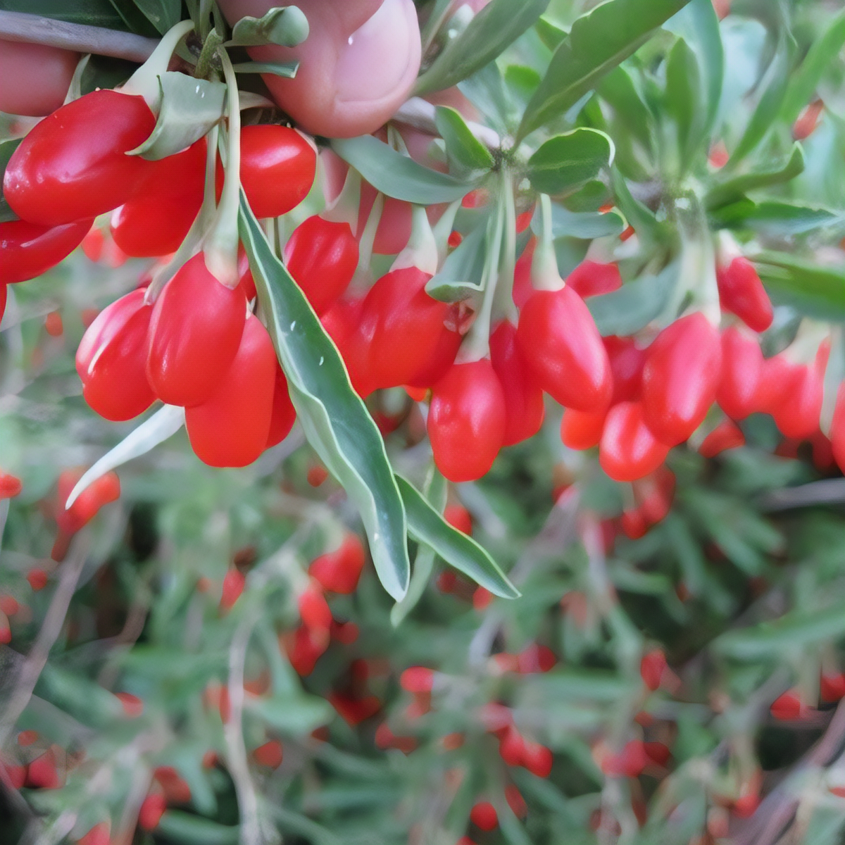 Phoenix Tears Goji Berry Plant - 1