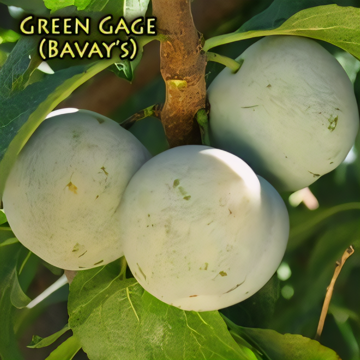 Green Gage (Bavay's) Plum Tree - 1