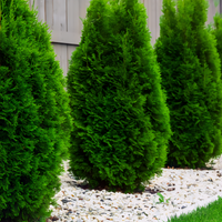 Green Giant Arborvitae - 1