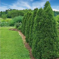Green Giant Arborvitae - 2