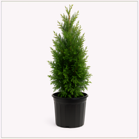 Green Giant Arborvitae - 3