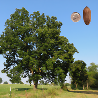 Native Pecan Tree - 1