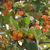 Harvest Gold Fruiting Crabapple Tree - 1