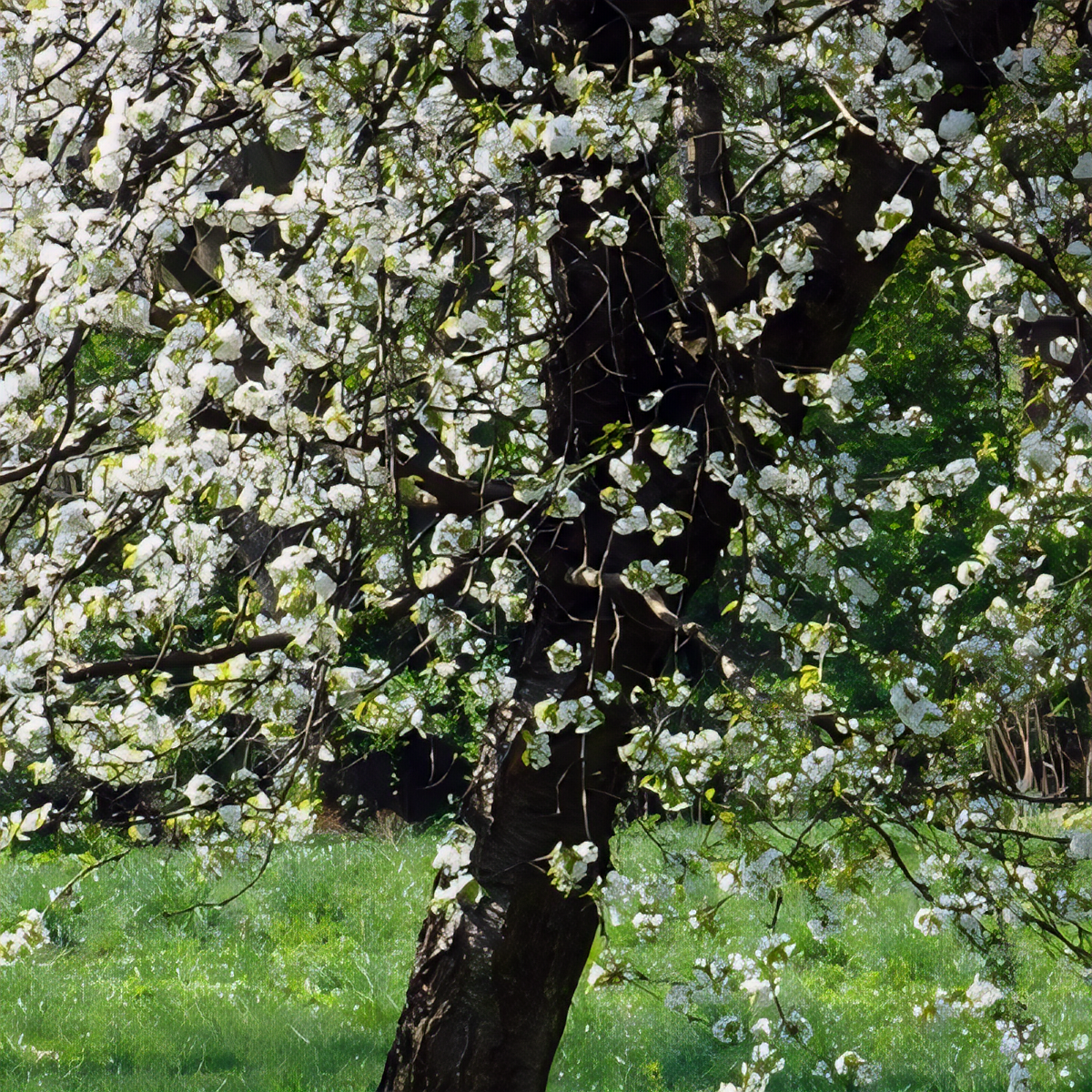 Harvest Gold Fruiting Crabapple Tree - 2
