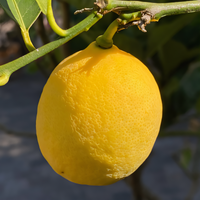 Improved Meyer Lemon Tree - 1