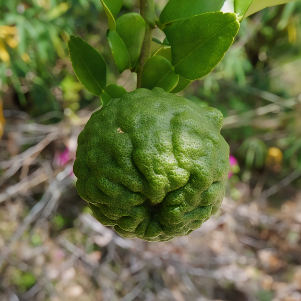 Kaffir Lime Tree