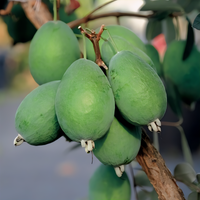 Kaiteri Pineapple Guava Bush - 1