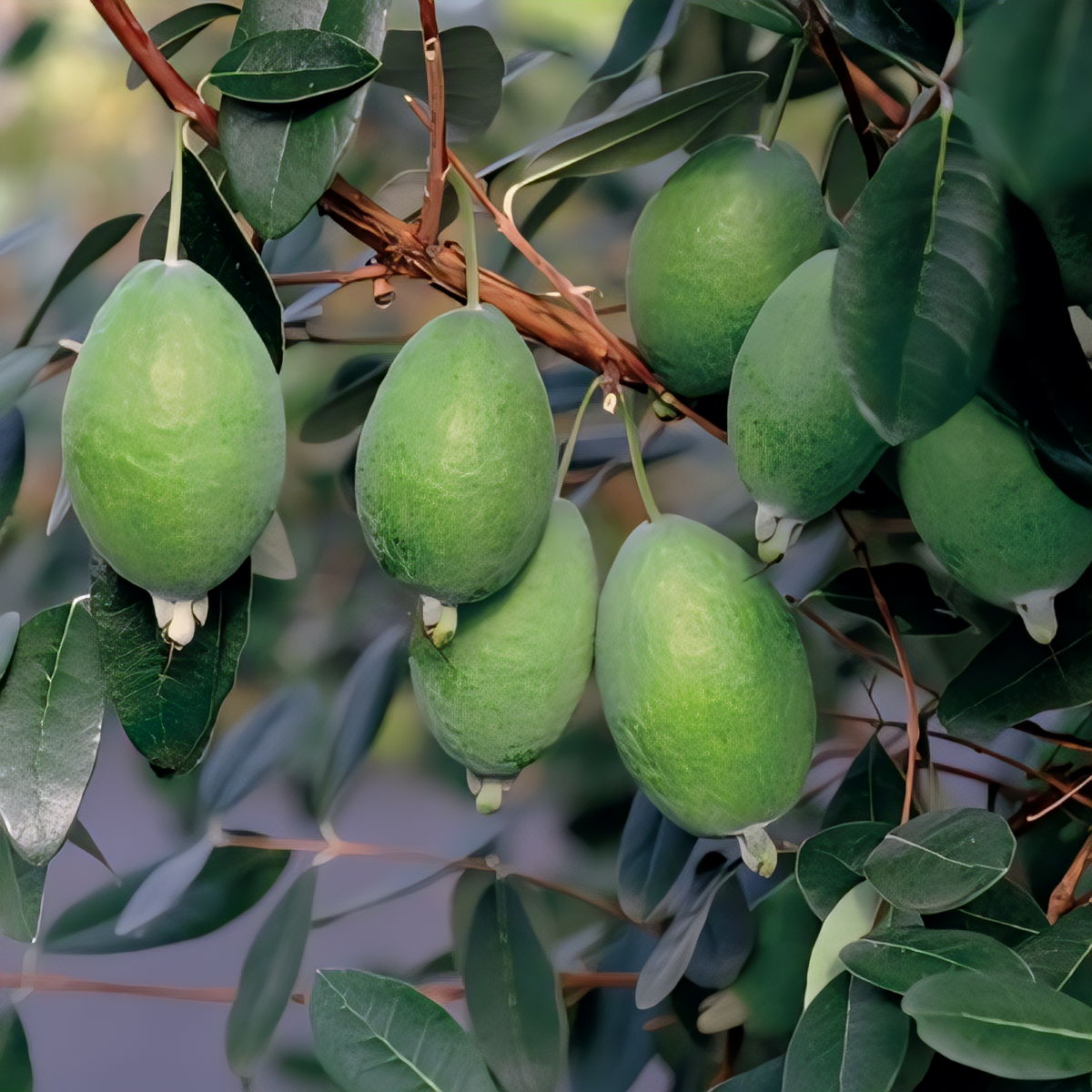 Kakariki Pineapple Guava Bush - 1