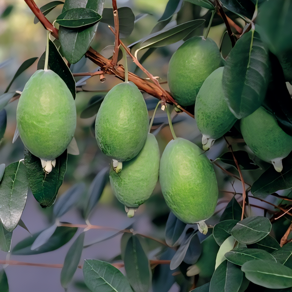 Kakariki Pineapple Guava Bush