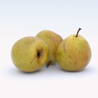 Kieffer Pear Tree - 1