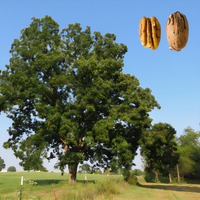 Kiowa Pecan Tree - 1