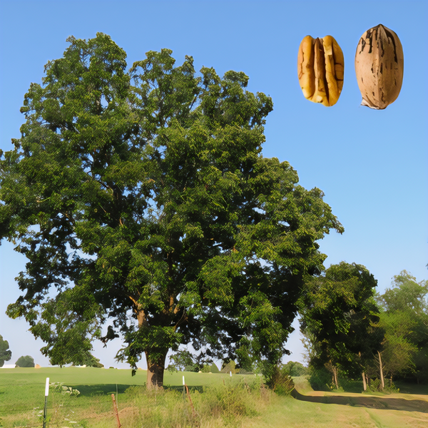 Kiowa Pecan Tree