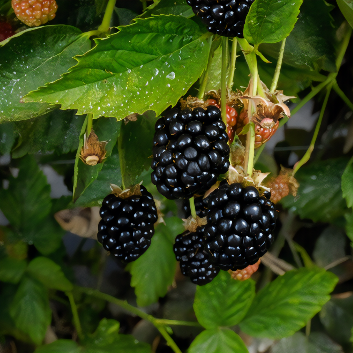 Kiowa Blackberry Plant - 1