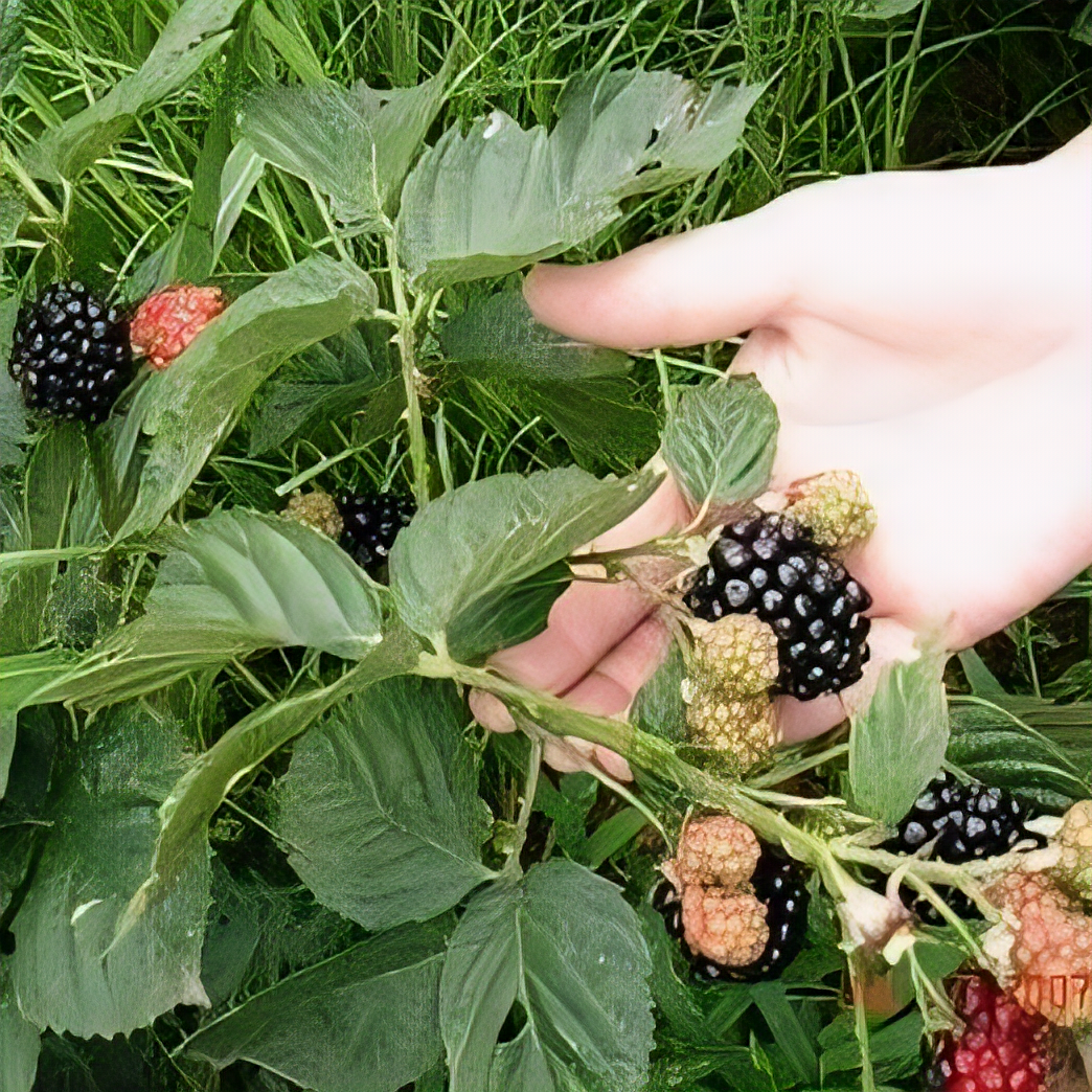 Kiowa Blackberry Plant - 2