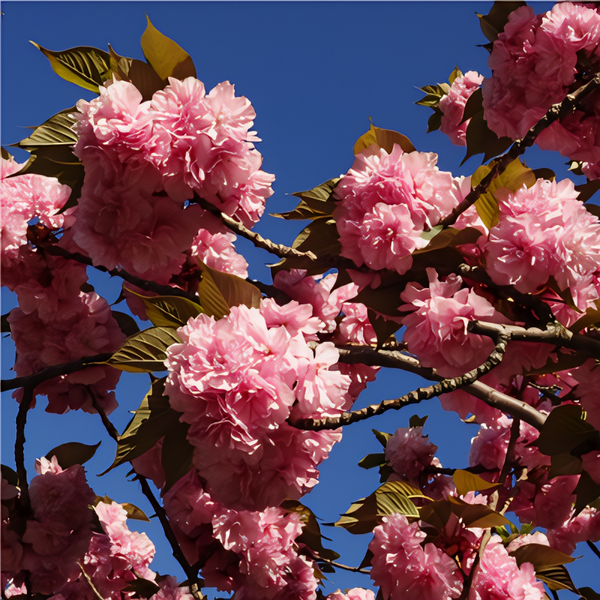 Kwanzan Flowering Cherry Tree