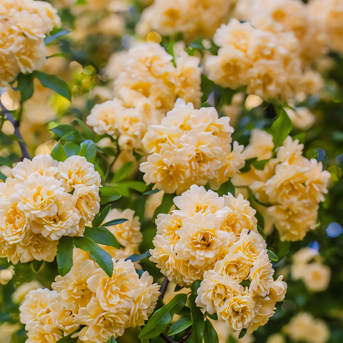 Lady Banks Climbing Rose - 1