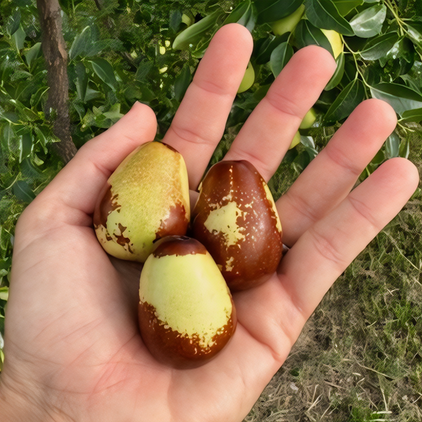 Lang Jujube Tree