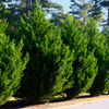 Leyland Cypress