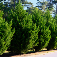 Leyland Cypress - 1