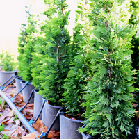 Leyland Cypress - 2