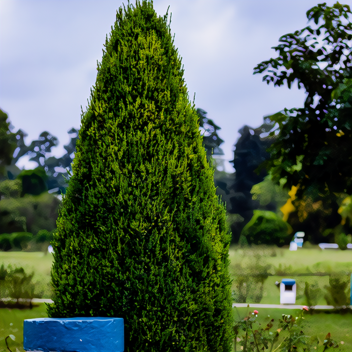 Leyland Cypress - 3