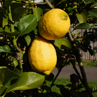 Lisbon Lemon Tree - 1