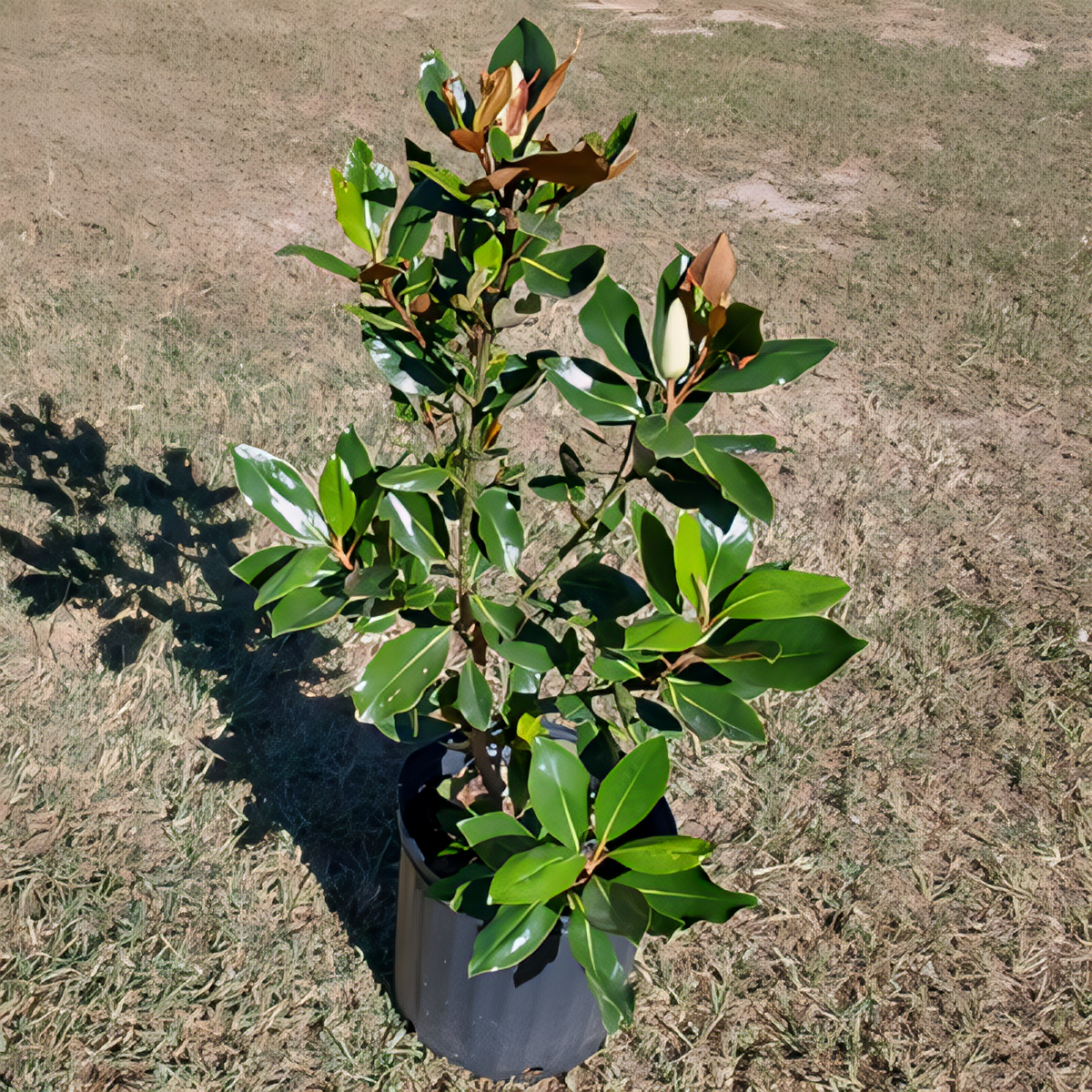 Little Gem Magnolia Tree - 1