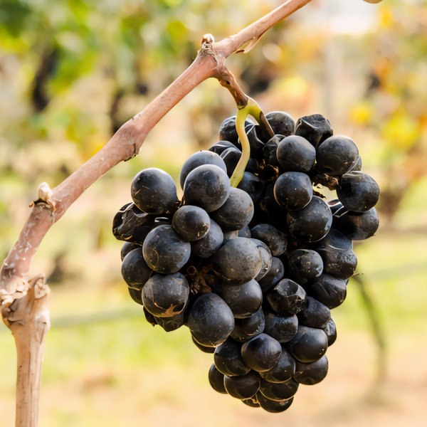 Lomanto Grapevine