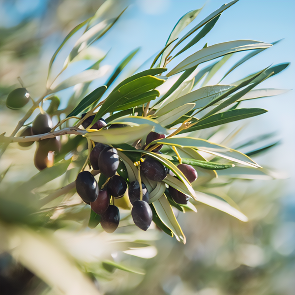 Mission Olive Tree