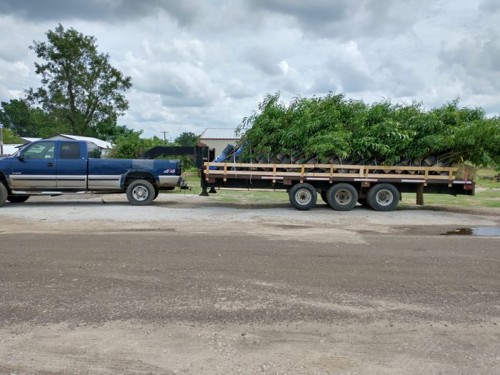Tips for Transporting Your Trees