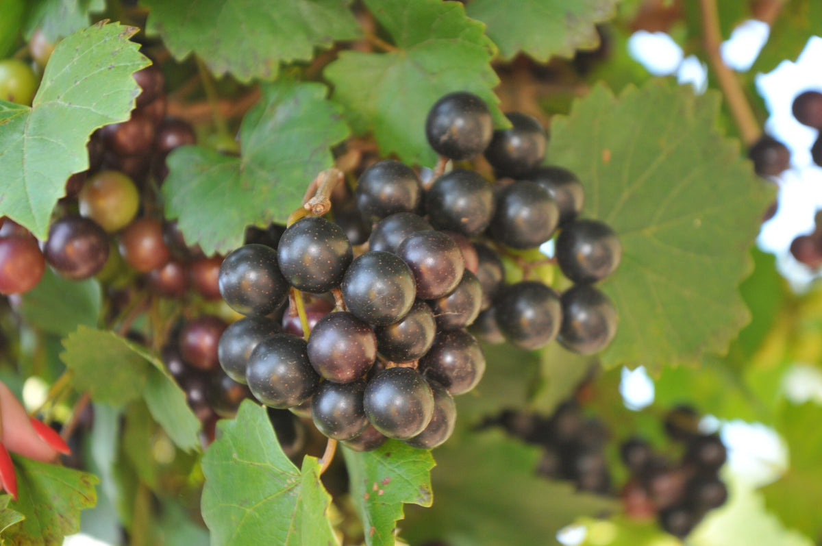 Noble Blue Muscadine